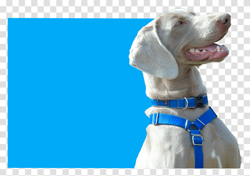 Dog Yawns, Accessories, Accessory, Pet, Canine Transparent Png