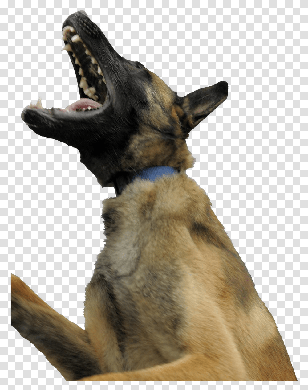 Dog Yawns, Animal, Mammal, Pet, Canine Transparent Png