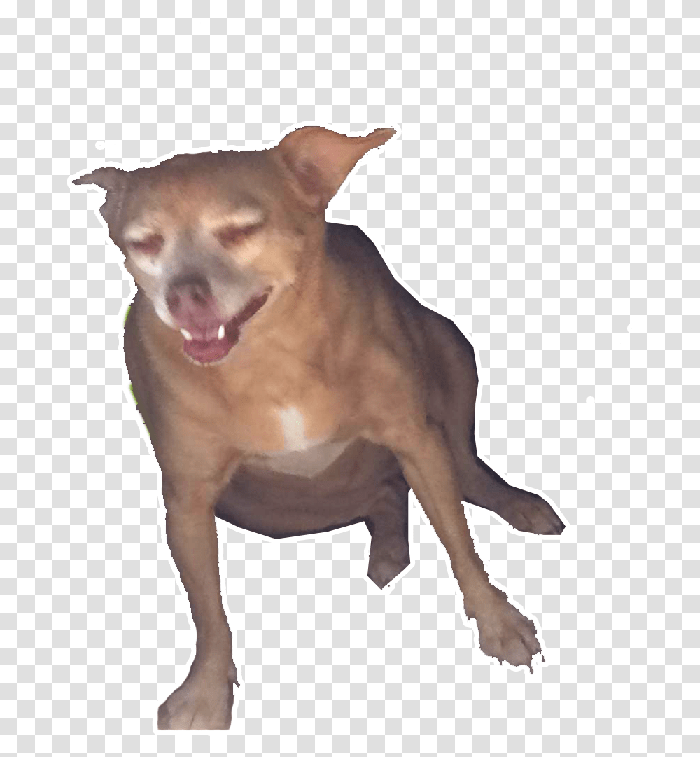 Dog Yawns Download Chihuahua, Pet, Canine, Animal, Mammal Transparent Png