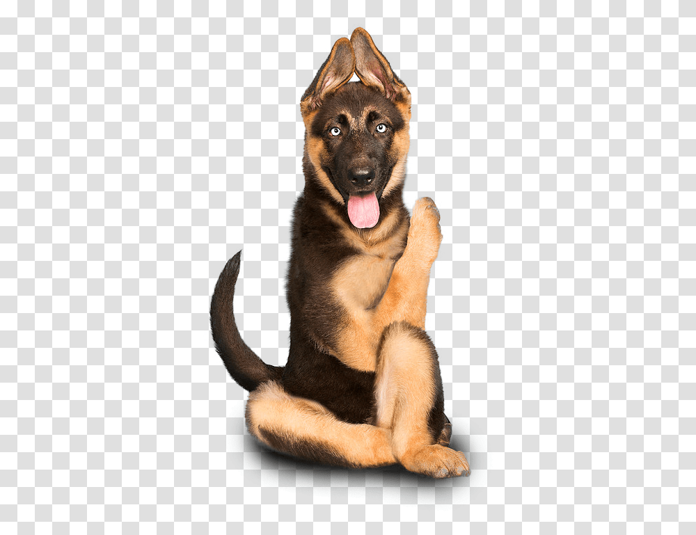 Dog Yawns, German Shepherd, Pet, Canine, Animal Transparent Png