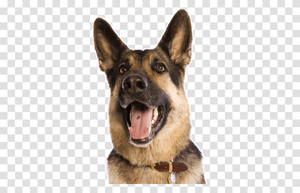 Dog Yawns, German Shepherd, Pet, Canine, Animal Transparent Png