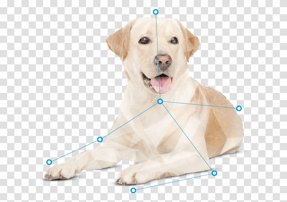 Dog Yawns, Labrador Retriever, Pet, Canine, Animal Transparent Png