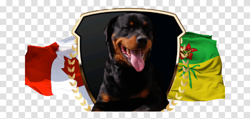 Dog Yawns, Pet, Canine, Animal, Mammal Transparent Png