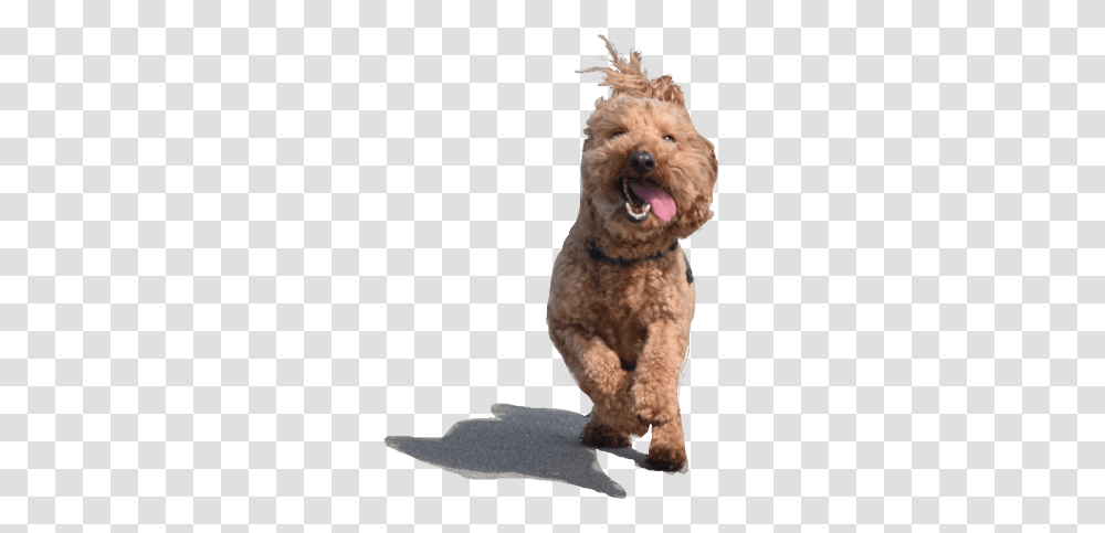 Dog Yawns, Pet, Canine, Animal, Mammal Transparent Png