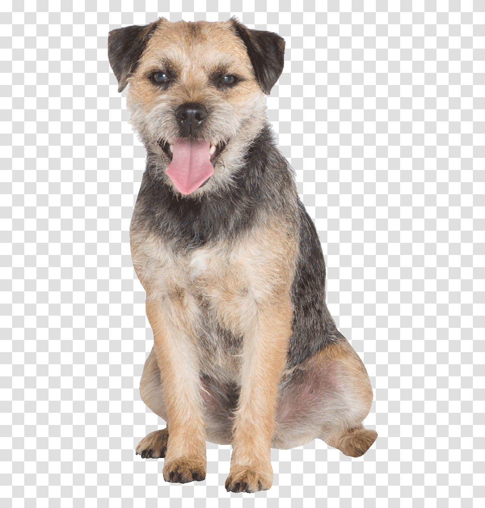 Dog Yawns, Pet, Canine, Animal, Mammal Transparent Png