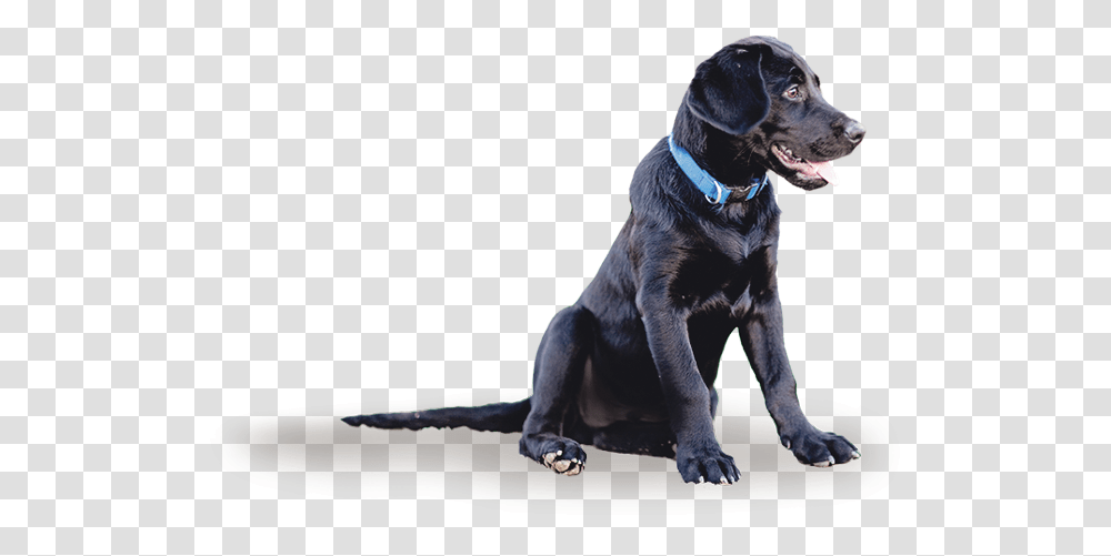 Dog Yawns, Pet, Canine, Animal, Mammal Transparent Png