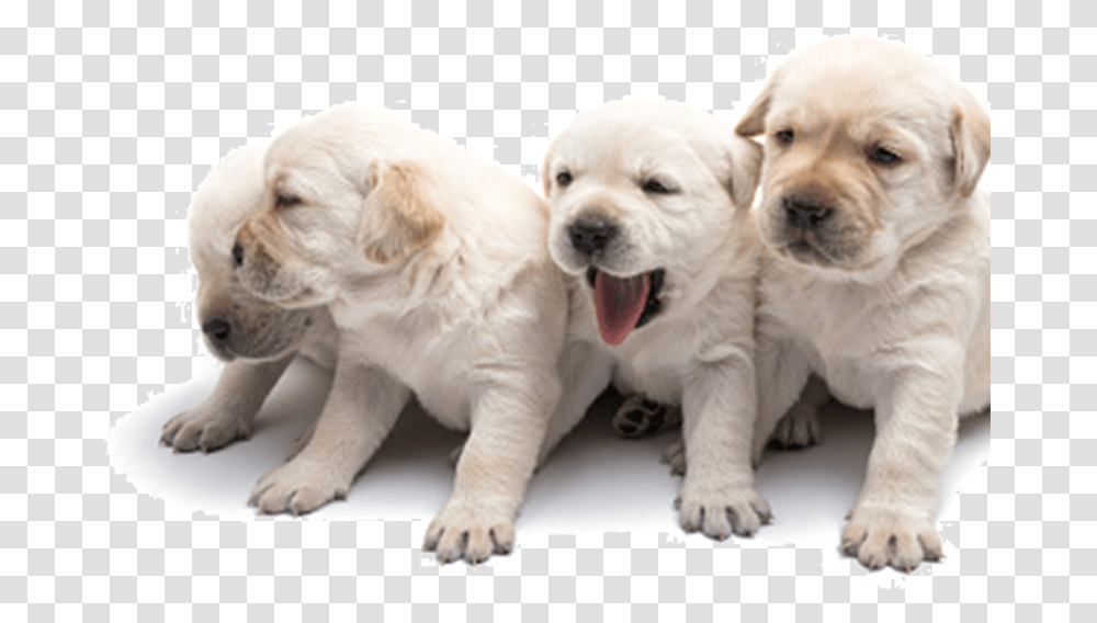 Dog Yawns, Puppy, Pet, Canine, Animal Transparent Png