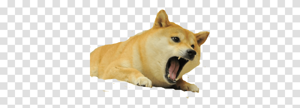 Doge 3 Image Background Angry Doge, Pet, Canine, Animal, Mammal Transparent Png