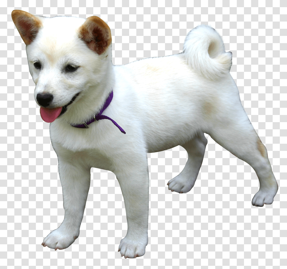 Doge Clipart Dog, Pet, Canine, Animal, Mammal Transparent Png