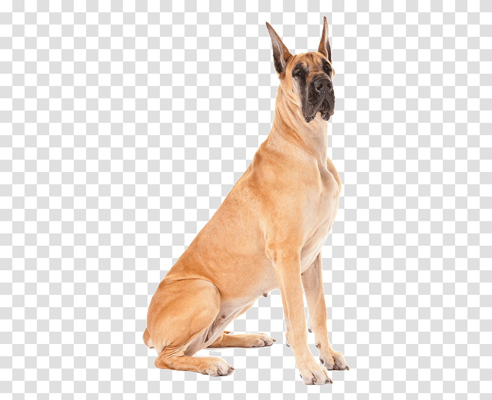 Doge Face Great Dane Dog, Pet, Canine, Animal, Mammal Transparent Png