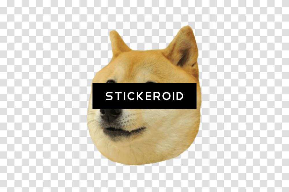 Doge Head Big Memes Stickers Whatsapp, Snout, Mammal, Animal, Pet Transparent Png