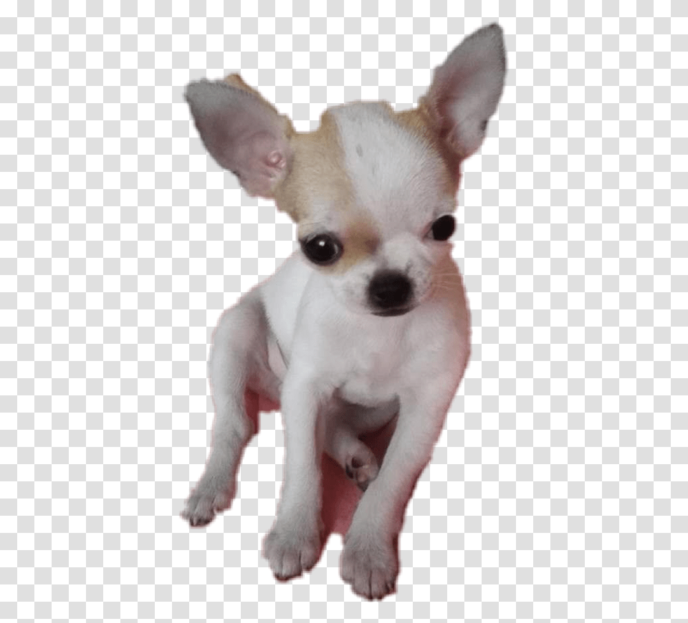 Doge Head, Chihuahua, Pet, Canine, Animal Transparent Png