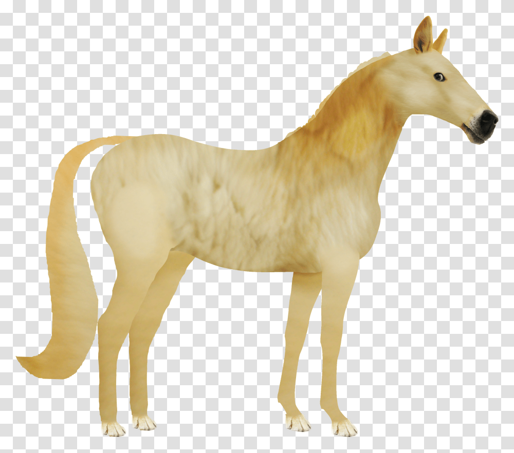 Doge, Horse, Mammal, Animal, Foal Transparent Png