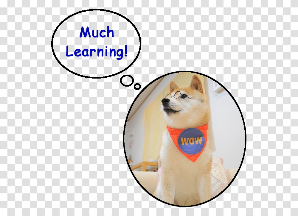 Doge Learning Shiba Inu, Cat, Pet, Mammal, Animal Transparent Png