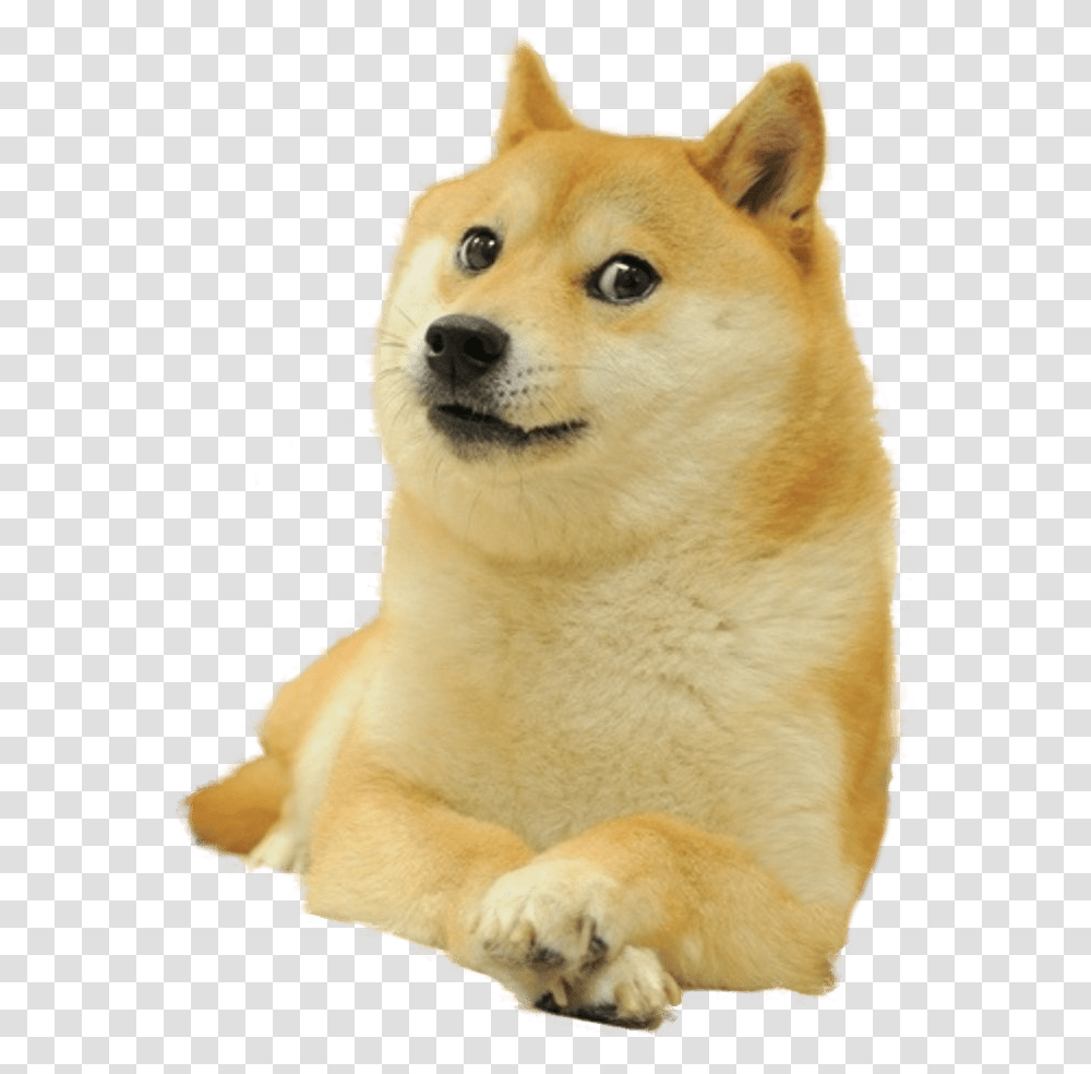 Doge Meme, Pet, Canine, Animal, Mammal Transparent Png