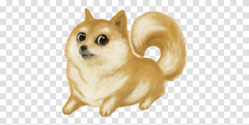 Doge Meme Pomeranian Doge, Animal, Mammal, Pet, Canine Transparent Png