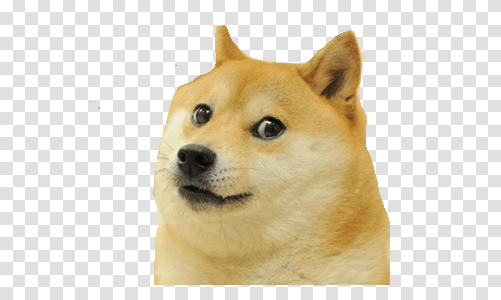 Doge Meme White Background, Pet, Canine, Animal, Mammal Transparent Png