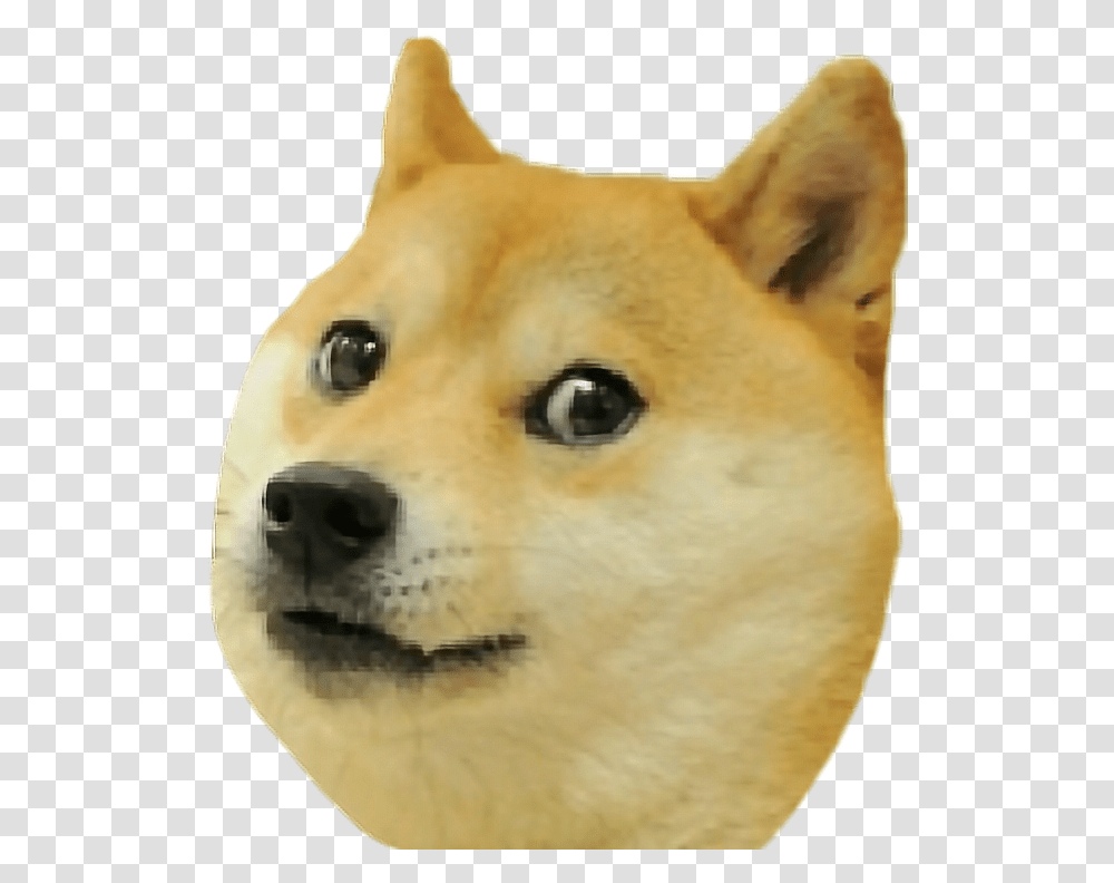 Doge Piese Doge Dog Shiba Inu Doge, Husky, Pet, Canine, Animal Transparent Png