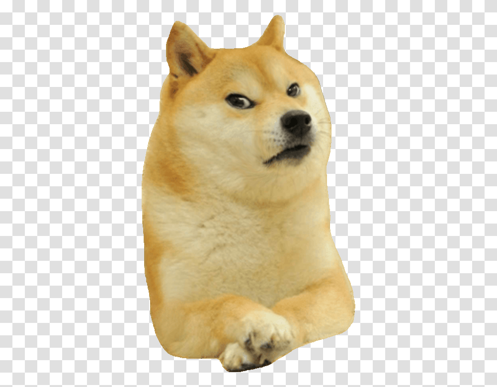 Doge Smirk, Canine, Mammal, Animal, Pet Transparent Png