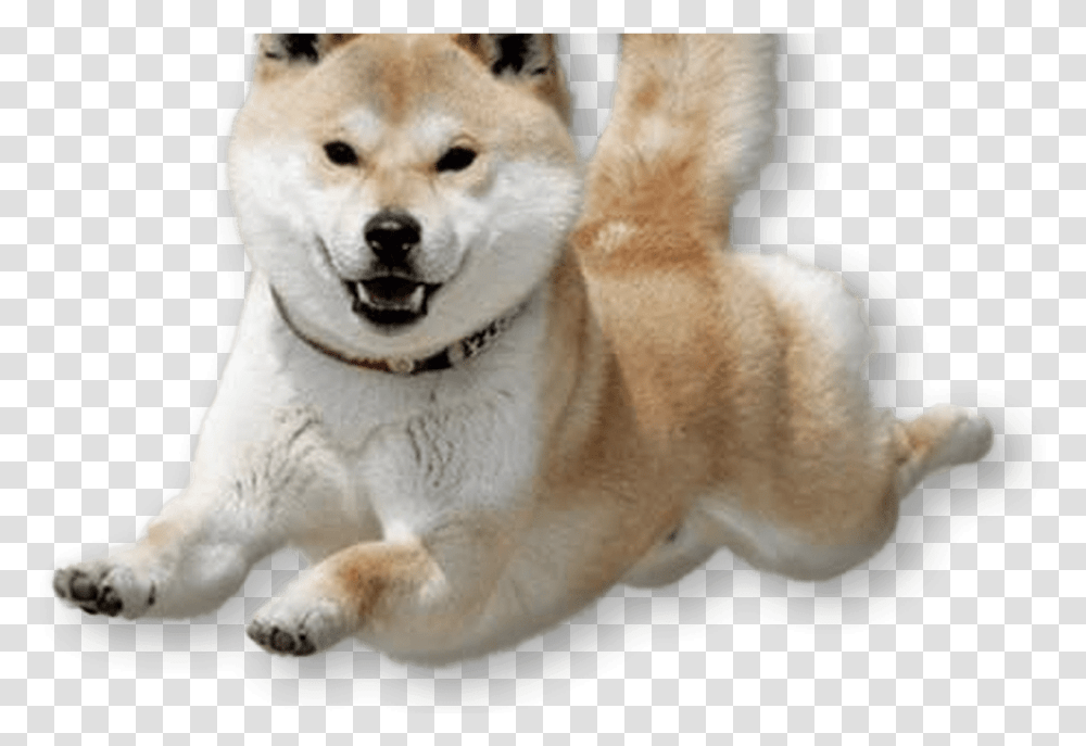 Dogecoin Doge Lacey The Pap Shiba Inu Background, Husky, Pet, Canine, Animal Transparent Png