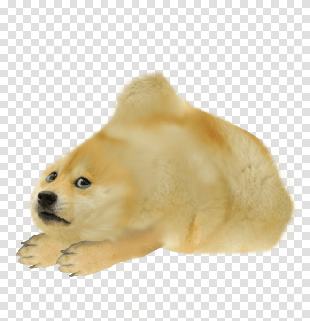 Dogelore Cromch, Animal, Mammal, Canine, Pet Transparent Png