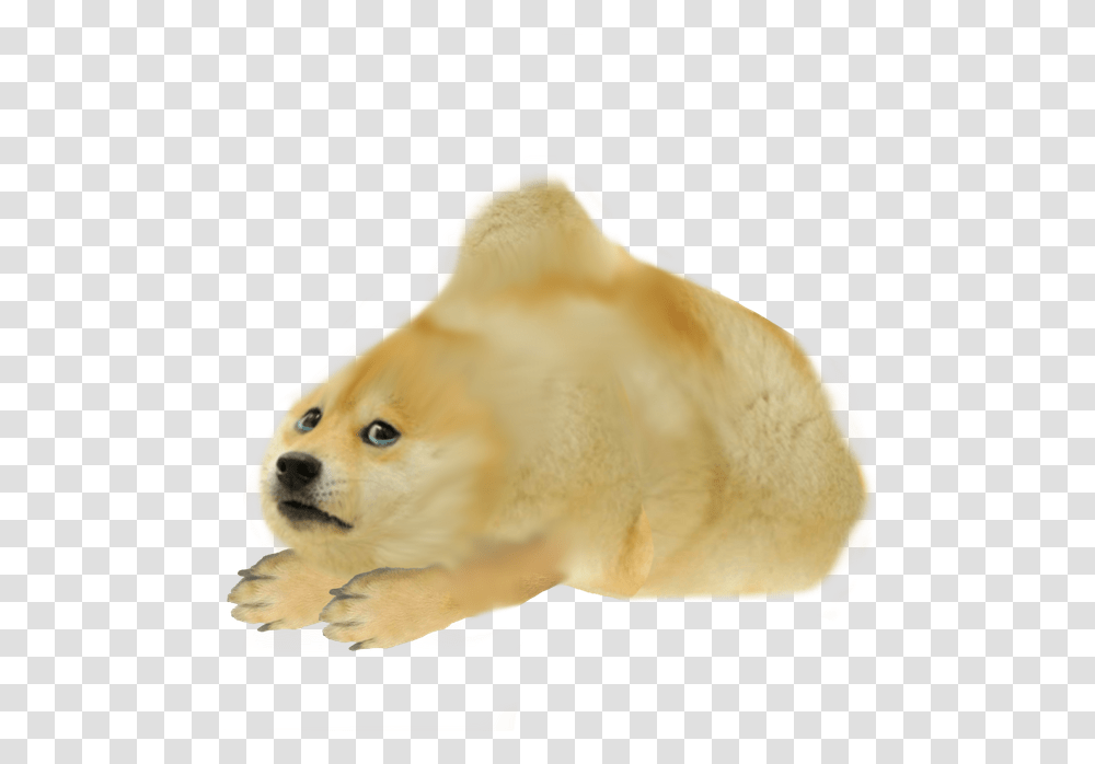Dogelore Cromch, Mammal, Animal, Canine, Pet Transparent Png