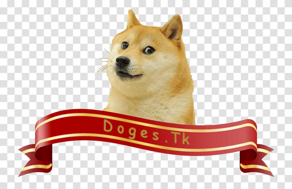 Doges Shiba Inu Meme, Canine, Mammal, Animal, Pet Transparent Png