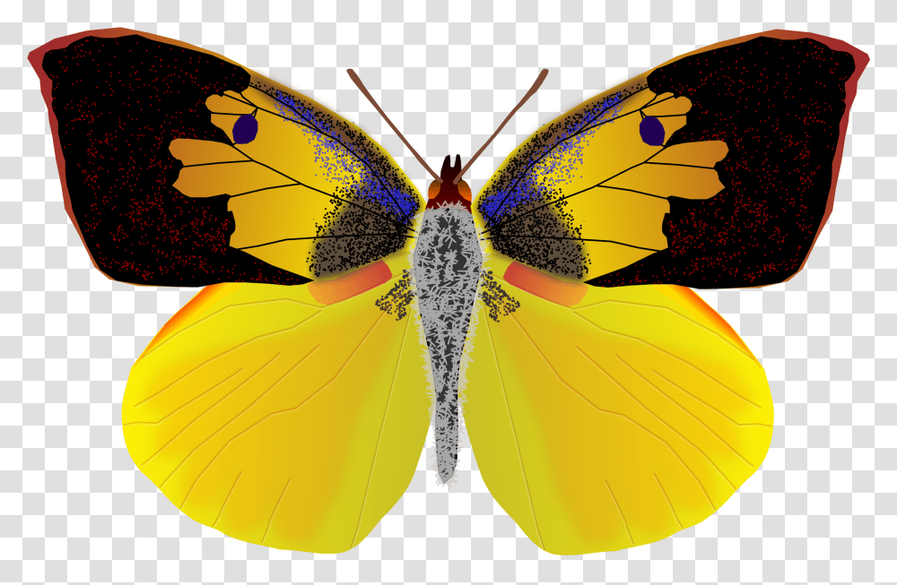 Dogface Butterfly Clip Arts Male Dog Face Butterfly, Insect, Invertebrate, Animal, Pattern Transparent Png