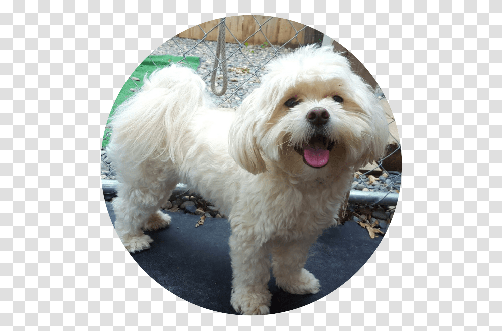 Doggie Inn Testimonial Maltese, Pet, Canine, Animal, Mammal Transparent Png