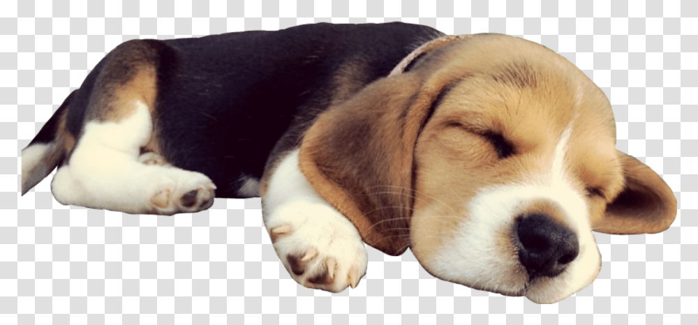 Doggo Dog Sleep Beagle Puppy Cute Sleepingdog Dog Sleeping, Hound, Pet, Canine, Animal Transparent Png