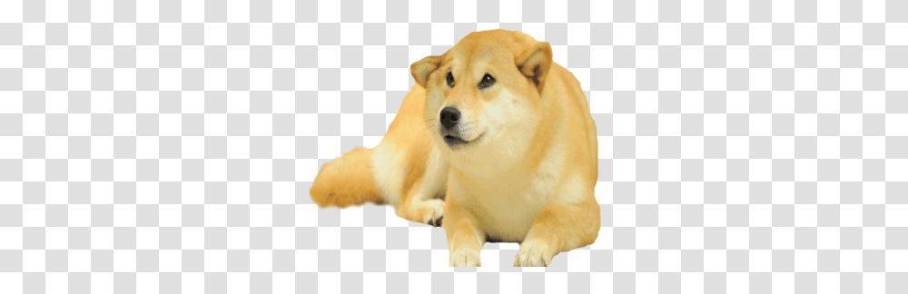 Doggo Roblox, Golden Retriever, Pet, Canine, Animal Transparent Png