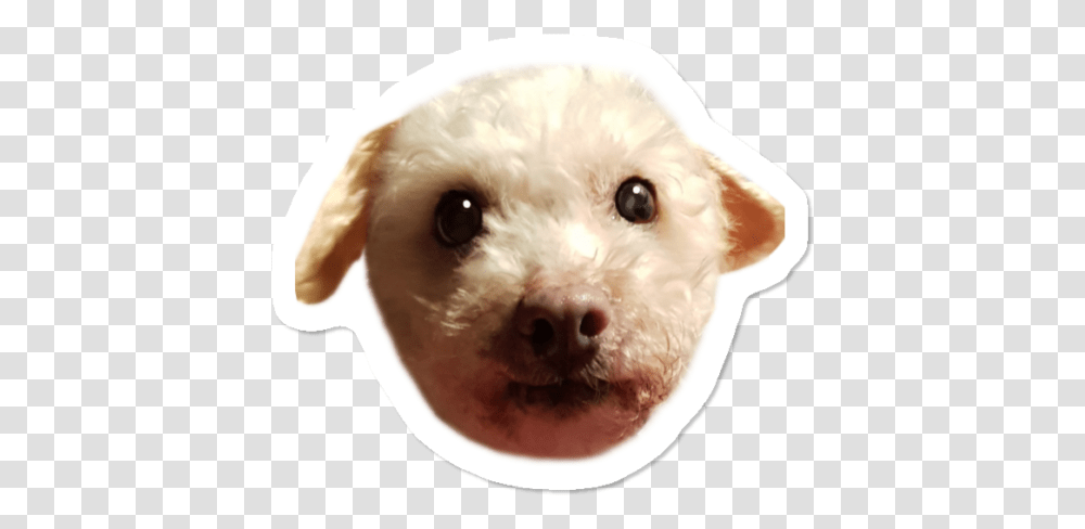 Doggo Sticker By Theentitylefthand Design Humans Companion Dog, Pet, Canine, Animal, Mammal Transparent Png