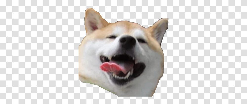 Doggoeveryhour Dog Yawns, Husky, Pet, Canine, Animal Transparent Png