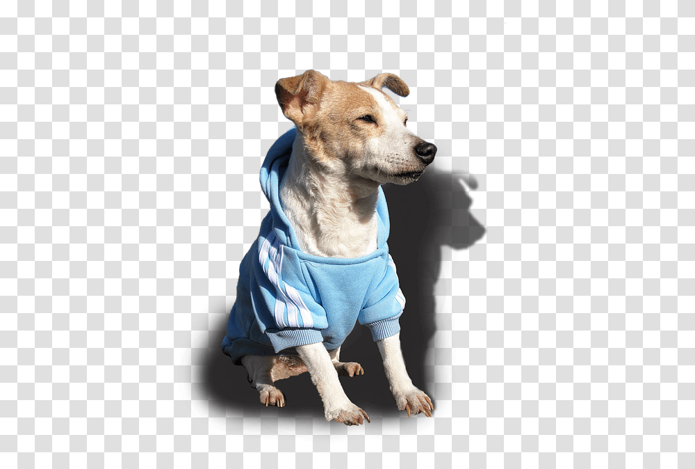 Doggy Dog Jack Russell Terrier Pet Cute Sweet Jack Russell Terrier, Canine, Animal, Mammal Transparent Png