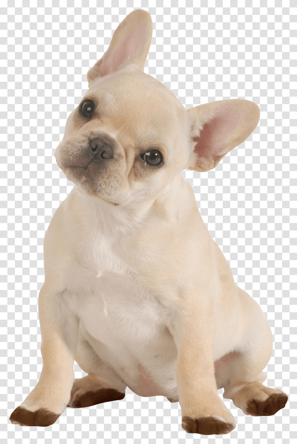 Doggy, French Bulldog, Pet, Canine, Animal Transparent Png
