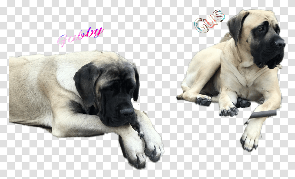 Doggy Gus English Mastiff, Pet, Canine, Animal, Mammal Transparent Png