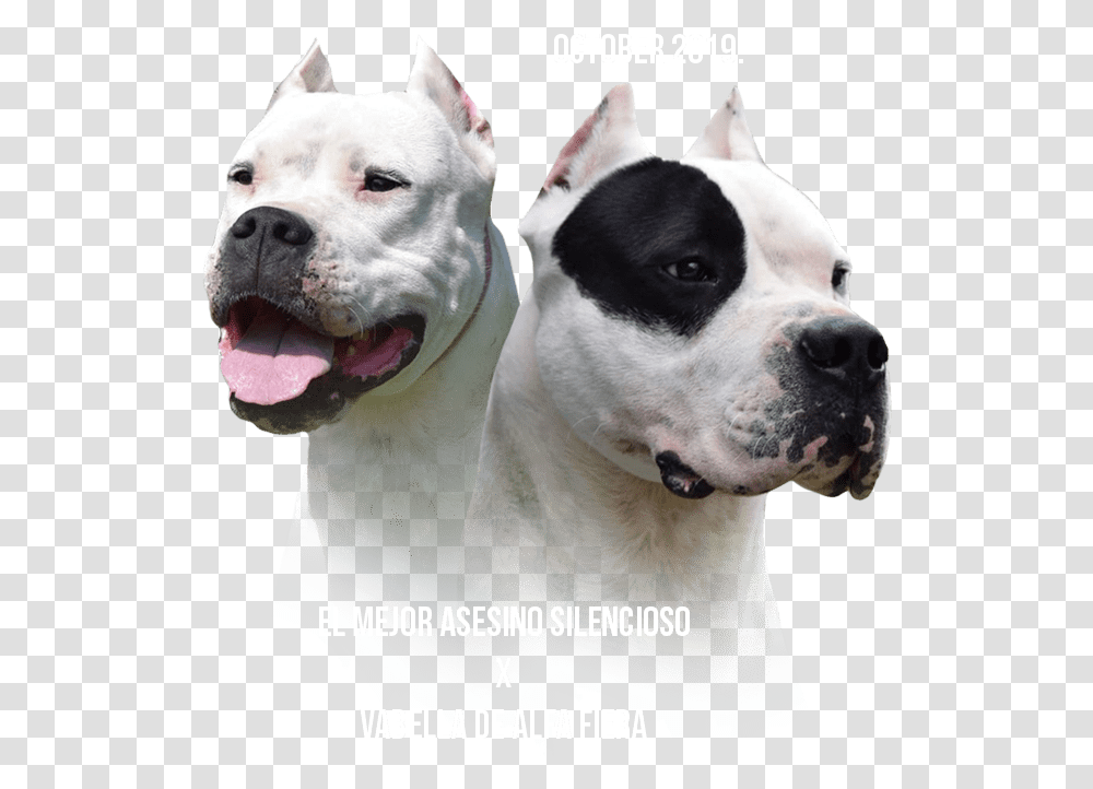 Dogo Argentino, Pet, Canine, Animal, Mammal Transparent Png