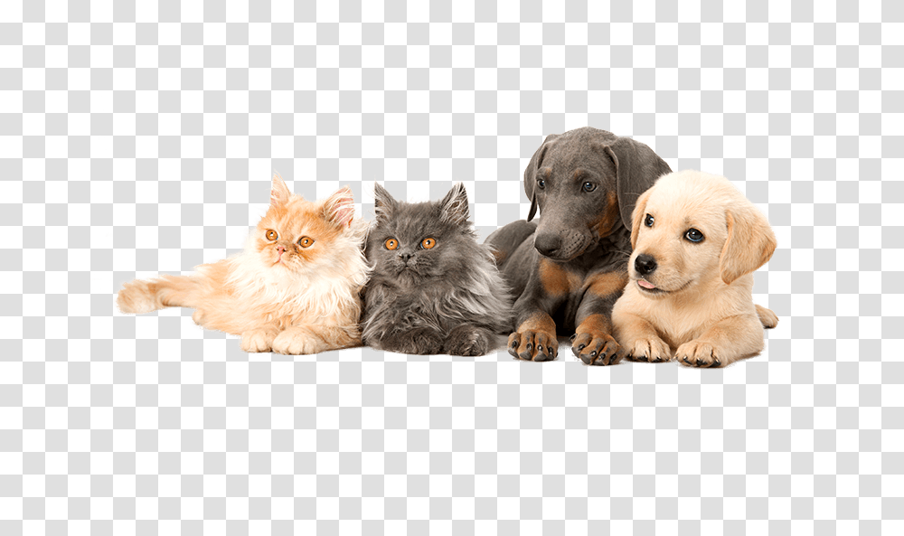 Dogs Amp Cats Labrador Retriever, Pet, Mammal, Animal, Puppy Transparent Png