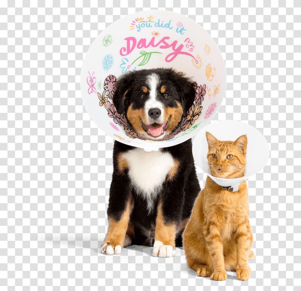 Dogs And Cats, Pet, Animal, Mammal, Appenzeller Transparent Png