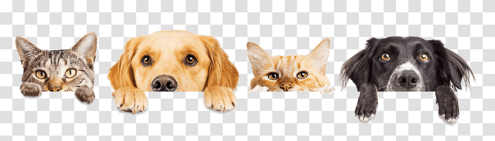 Dogs And Cats, Pet, Animal, Mammal, Canine Transparent Png
