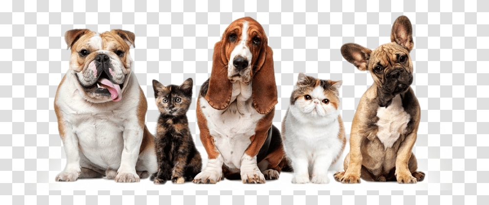 Dogs And Cats Pets, Canine, Animal, Mammal, Hound Transparent Png