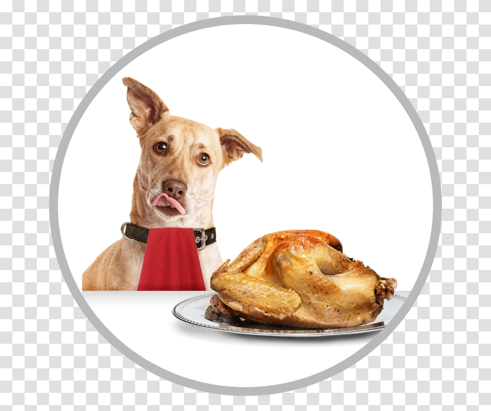 Dogs And Turkey, Pet, Canine, Animal, Mammal Transparent Png