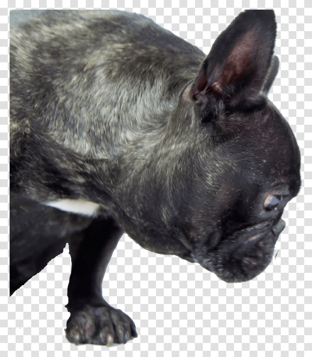 Dogs Background, French Bulldog, Pet, Canine, Animal Transparent Png
