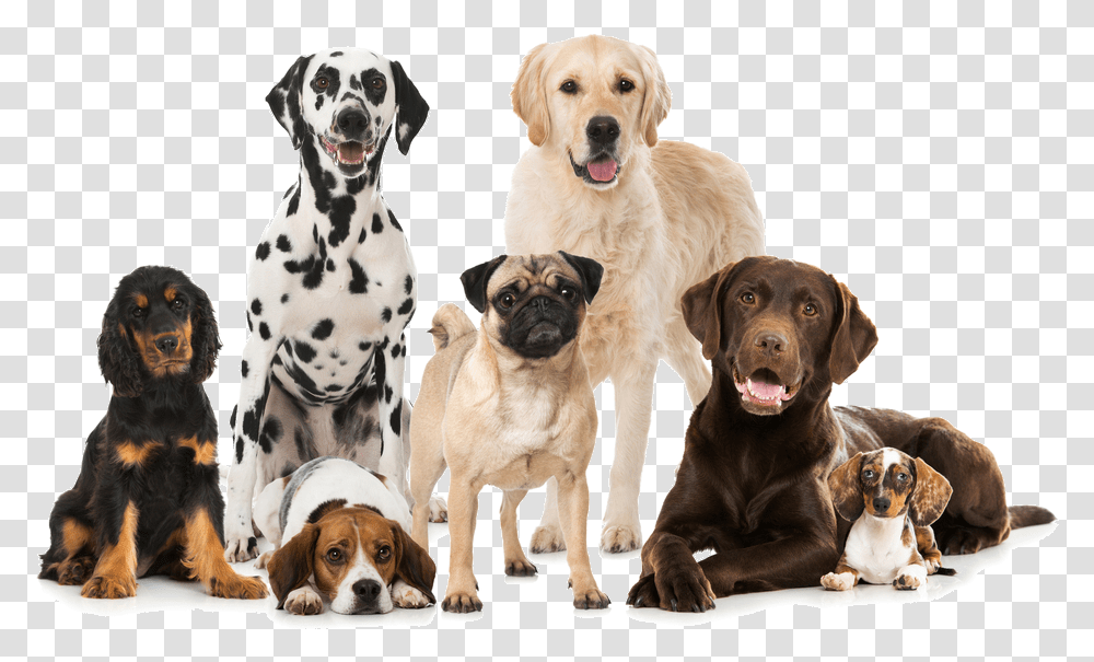 Dogs Best Dog Breeds, Canine, Mammal, Animal, Pet Transparent Png