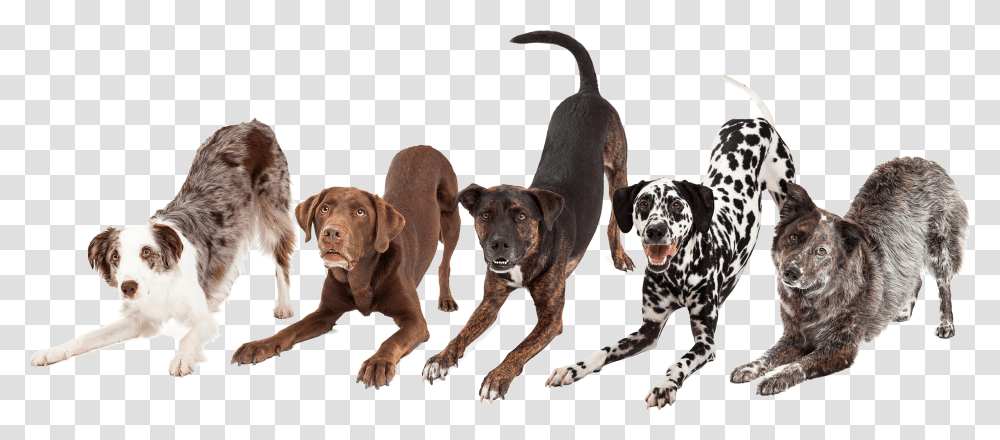 Dogs Bowing Down, Pet, Canine, Animal, Mammal Transparent Png