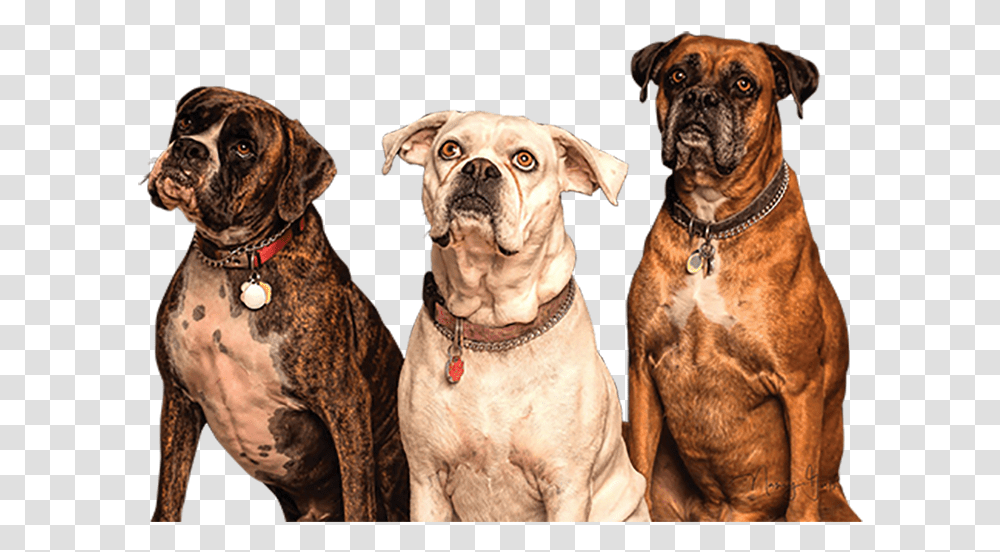 Dogs, Boxer, Bulldog, Pet, Canine Transparent Png