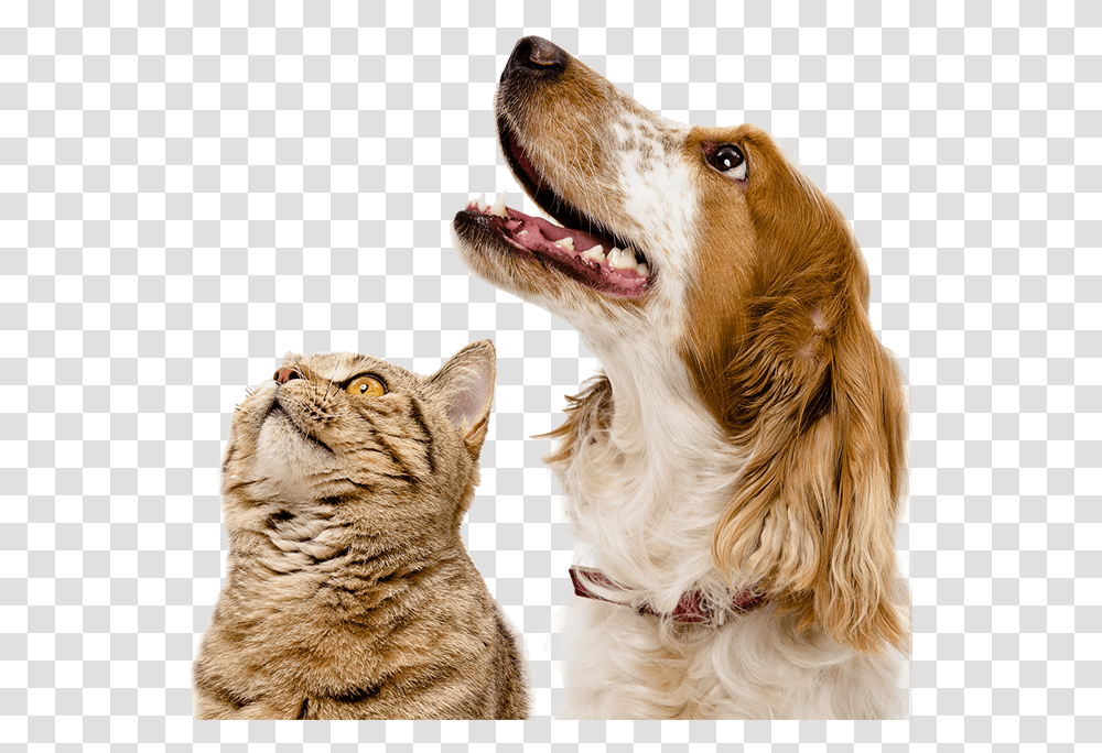 Dogs Cat And Dog Hd, Pet, Canine, Animal, Mammal Transparent Png