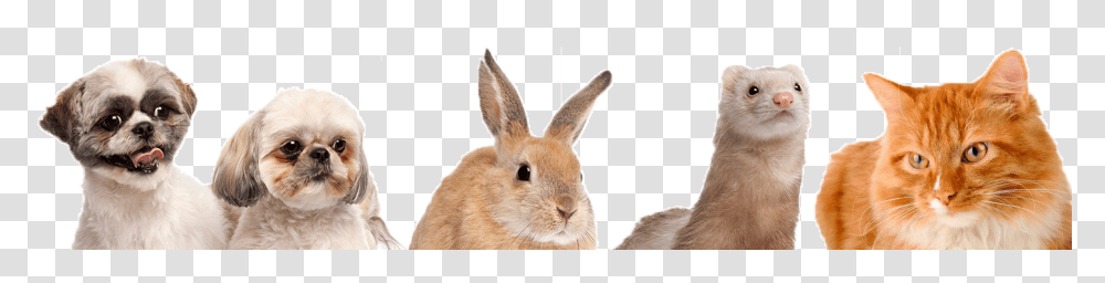 Dogs Cats Bunnies And Ferrets, Rodent, Mammal, Animal, Pet Transparent Png