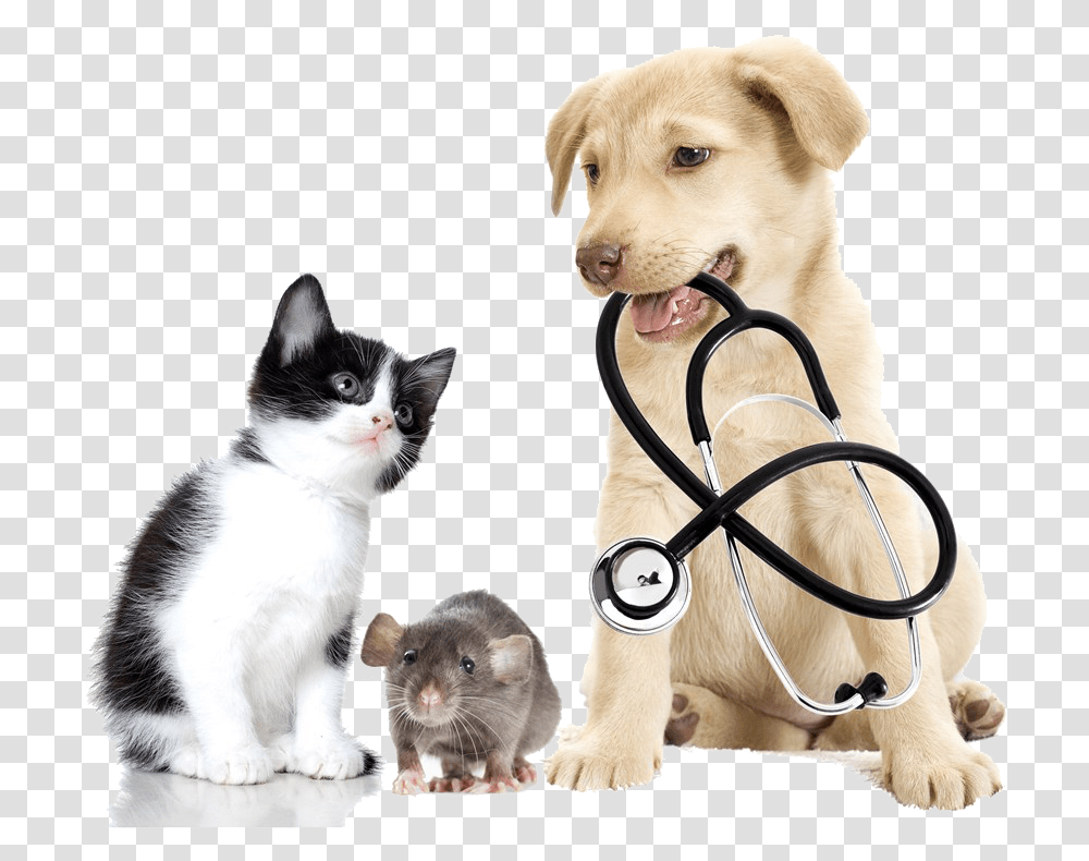 Dogs Cats Medical Dog And Cat, Pet, Mammal, Animal, Doctor Transparent Png