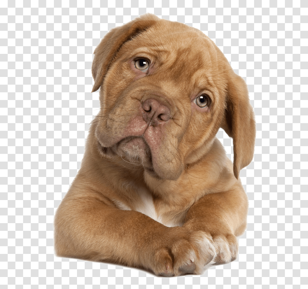 Dogs Free Background Dogs For Adoption, Pet, Canine, Animal, Mammal Transparent Png